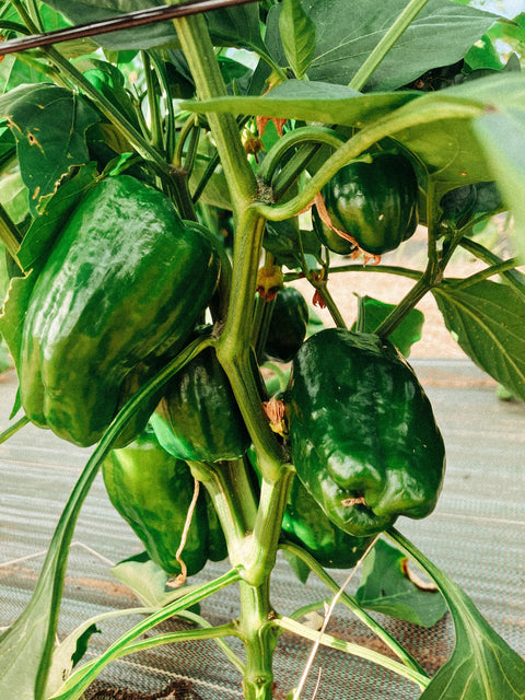 Poivron vert (400g)