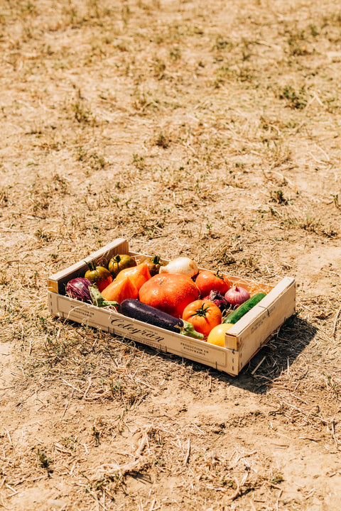 Panier mixte de légumes de la Ferme de Céleyran